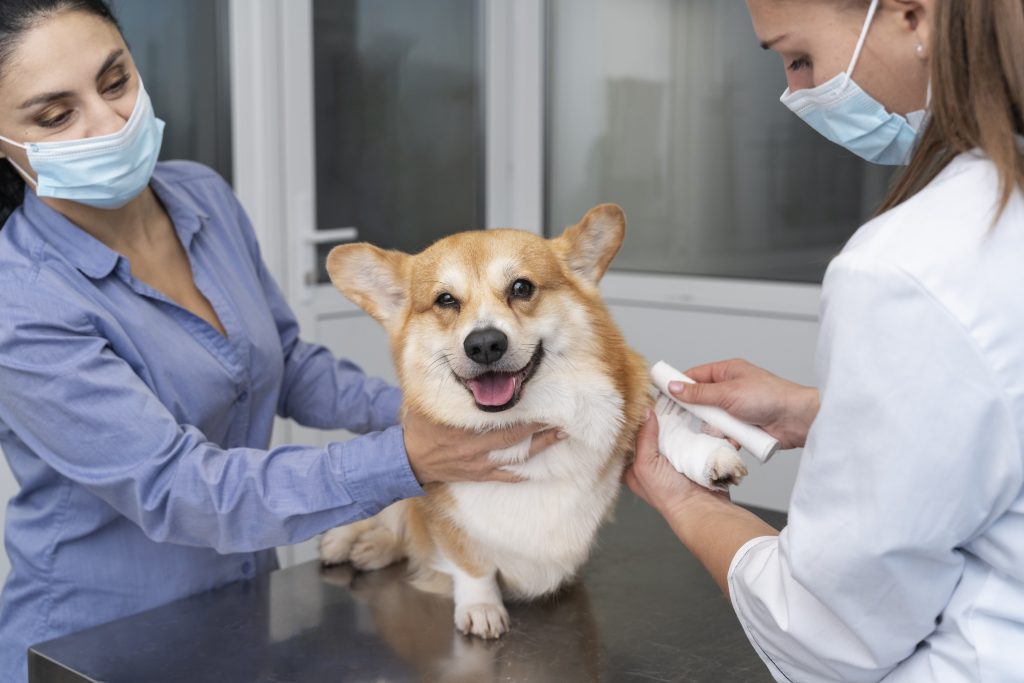 Dierenkliniek in waalwijk